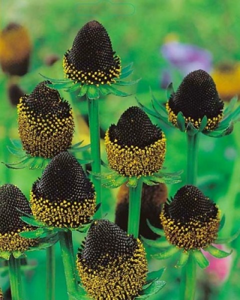 Rudbeckia Black Beauty